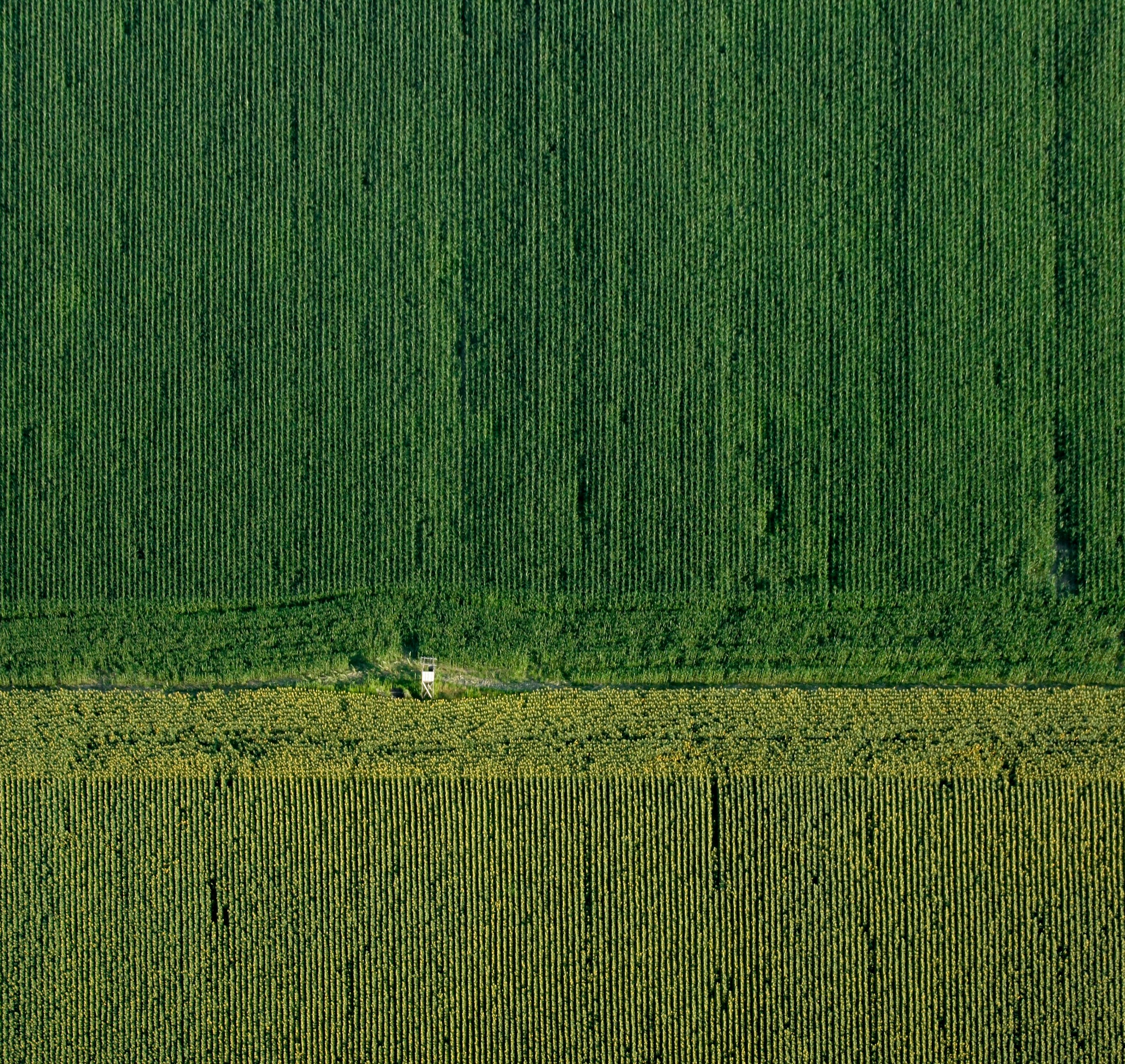 Agricultural fields